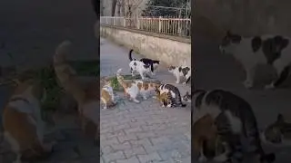 Cat Gang Fights Compilation 2024 - The Most Epic Battles!