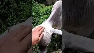 anak gembala #tasya #laguanakgembala #sapijinak #vidiosapi #sapi
