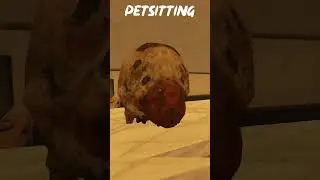 Bad Dog - PetSitting #gaming