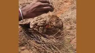 🔥Shahad Kaise Nikale|Village Honey collection🍯Jungle Me Shahad Nikalna|😱छत्ते से शहद निकाले