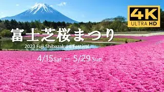 Fuji Shibazakura Festival 2024 Mt. Fuji  | 富士芝桜まつり 2024