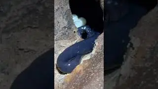 This is where salamanders go to lay eggs. Her eggs are well hidden from predators. #caving