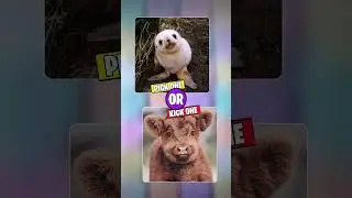 Pick One Kick One - #cuteanimals  #shorts #quiz #animals #challenge #animal