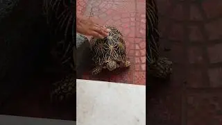 मेने देखा कछुआ 😳 #sabalvlogs #vlogs #minivlog #shortvideo #viralvideo