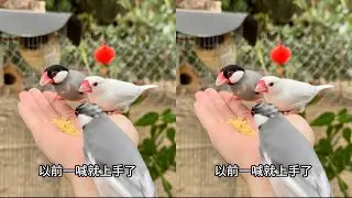 开始放养小文鸟，十几天不互动变陌生