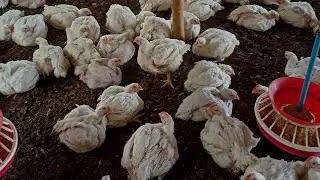How You Should Feed Management for Better FCR.