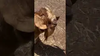 Crazy mad goat