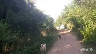 Workers clear trees from power lines