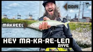 FINT! AKA TWAITE SHAD