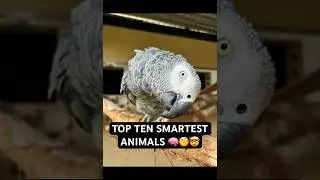 The 10 Most Intelligent Animals on Earth. PART2 #top10 #facts #shorts