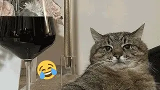 cute animal videos -funny cats and dogs 🤣