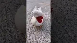pet chicken