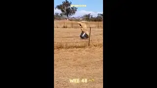 FUNNY!!! Try Not To Laugh | Funny WEE Video48🤣 #Shorts