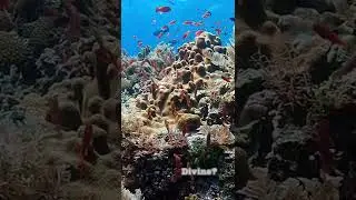 Alor underwater #oceanlover #diving #ocean #marinelife #discoverocean #divingindonesia #travel2sea