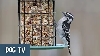 10 Hours of Bird Feeder TV for Dogs 🐦 | Calm Backyard Nature Camera