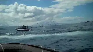 Video 18