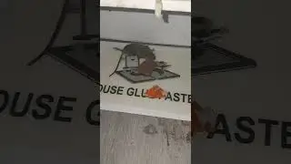 #mousecaught