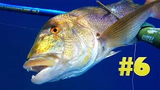 PESCA SUB Dentici + DENTICE 5 KG con LGsub Revolution e Supreme