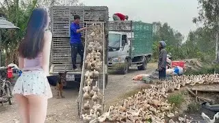 Full view of ducks unloading from the truck  Real life farming scene - Pov Life 
