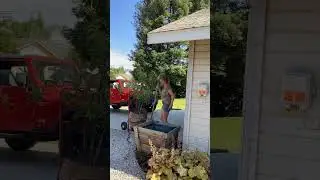 Transplant the Lemon Tree