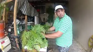 cuidando da minha renda portuguesa parte 2