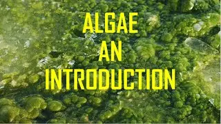 ALGAE#Algae # #MarineLife #Botany #Nature #Biodiversity#science