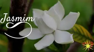 Jasmin - Guilherme e Carol (M&uacute;sica de mocidade espirita)