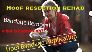 Applying a hoof bandage- My Horse's Hoof resection rehab