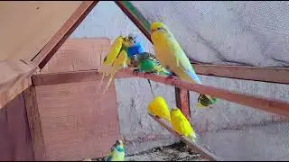 Stallion periot . Yellow colour white colour. Green colour. Channel subscribe#@