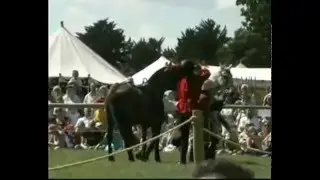 new horse stunts 2006