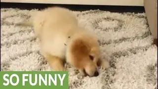 Golden Retriever puppy baffled by baby carrot
