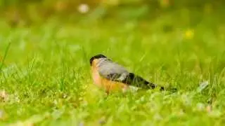 Common Bullfinch or Eurasian Bullfinch (Pyrrhula pyrrhula ♂)