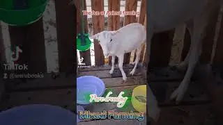 Mixed animal farming-breeding