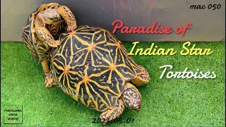 Indian star tortoises having fun outside. *bath, food, sex