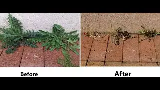 Vinegar: surprising results killing weeds as alternative to glyphosate