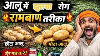 आलू में झुलसा रोग का इलाज 😱 | Potato Blight Disease Treatment | Aalu Farming Tips