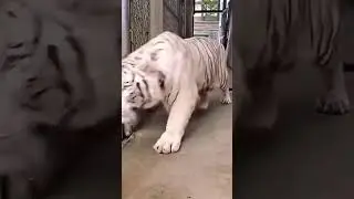 Real Bengal tigers #tanukiduniya123 #jimcorbettvlog #viral