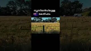kozhi Farm #malayalamshorts#malayalamvlog#trendingshortsvideo#travel#kerala#newzealandmallu