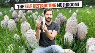 Мы нашли ОГРОМНОЕ поле самоуничтожающихся грибов (Shaggy Mane)