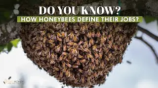 Do you know, how Honeybees define their jobs? | Geohoney