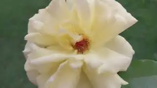 Compartilhando feitos,bordaduras de plantas e muitos matos;(Ch&aacute;cara do zero).