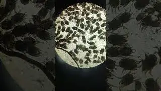 Severe ear mites infection in cat #parasite #cats