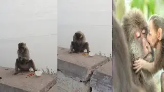 Monkey fun and Talent video #money