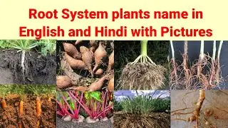Root System plants name in english and hindi with pictures|Examples of Root System@Rupinderkibaaten
