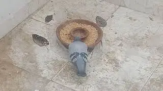 the pet collective parrots 