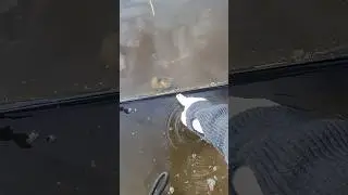 Rice Field Snails Caught Red-Handed Making Love | Keong Sawah Tertangkap Basah Bercinta #shortvideo