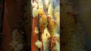 Natural Honey Harvest in Progress #beekeeping #bee #harvestinghoney #honey #beekeeper #nature