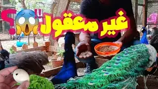 محاولات فاشلة 😡/تدريب طائر الطاووس/حاولت الاقتراب من طائر الطاووس ولكن .. ؟