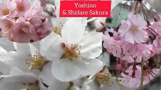 Weeping cherry blossom Japan Spring Cherry Blossom season Yoshino Sakura Full bloom