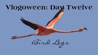 Vlogoween Day Twelve: Bird Legs